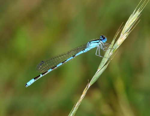 Male
7 July 2011 CO